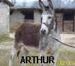 TN_TN_TN_arthur4.JPG