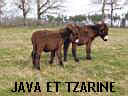 TN_TN_TN_java et tzarine.JPG