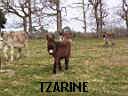 TN_TN_TN_tzarine.JPG
